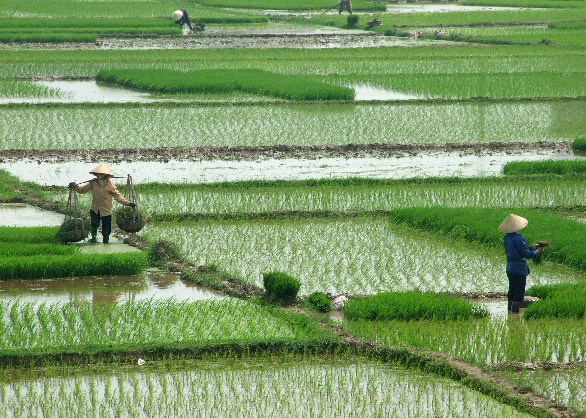 Terraced rice paddies