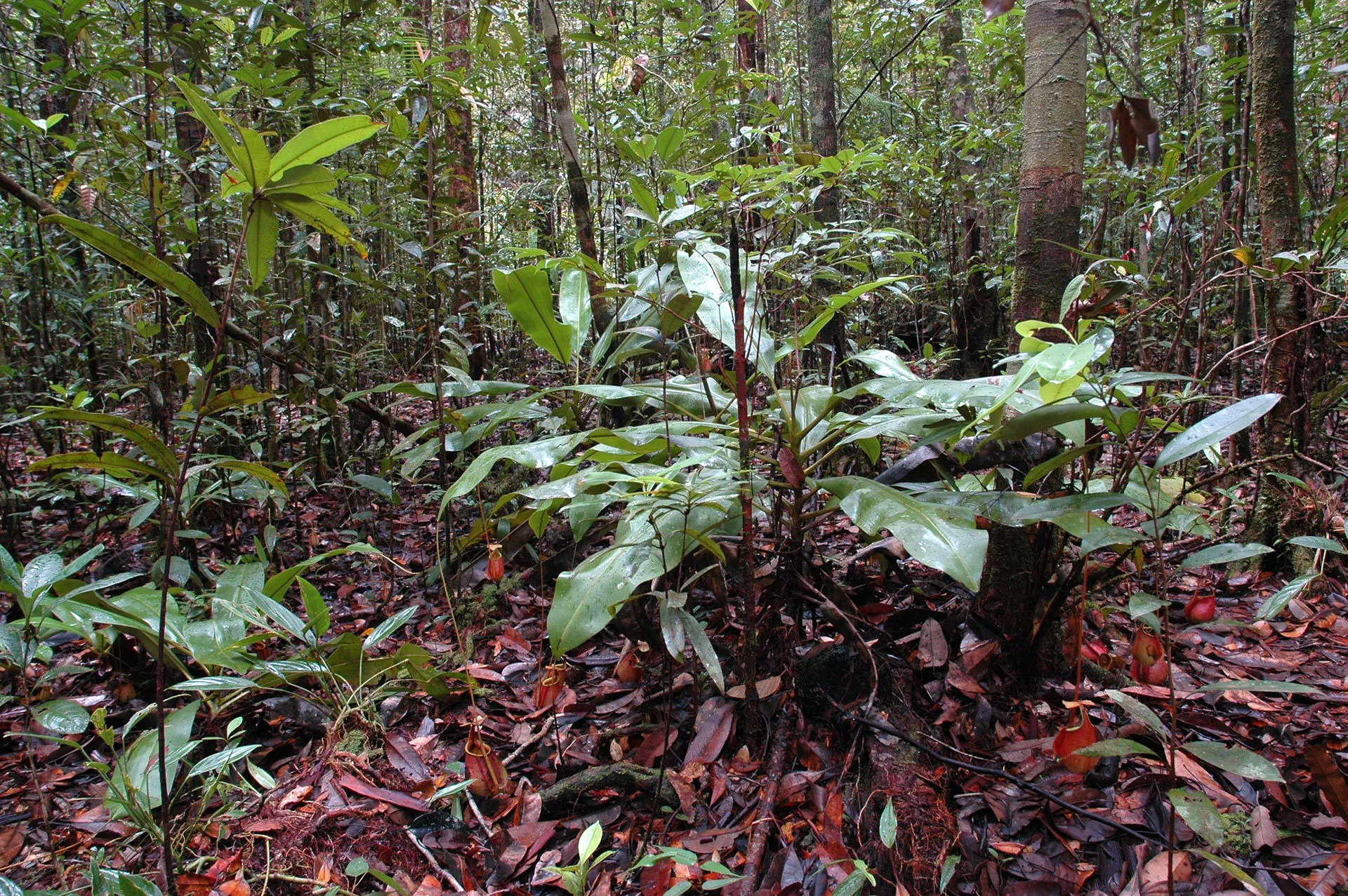 Tropical flooded and peat forest